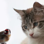 Cómo enseñar a tu gato a interactuar pacíficamente con aves en casa 1 como ensenar a tu gato a interactuar pacificamente con aves en casa 1