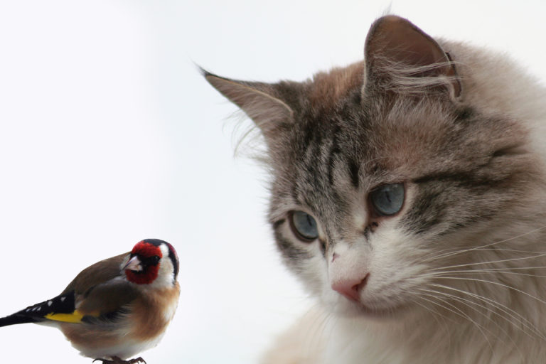 como ensenar a tu gato a interactuar pacificamente con aves en casa 1