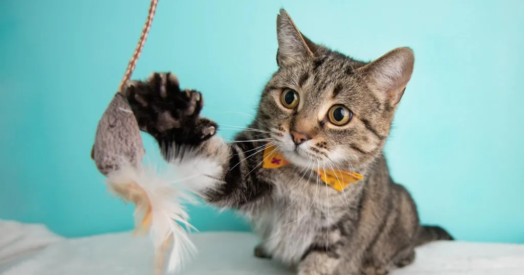 como ensenar a tu gato a jugar de manera segura con ninos
