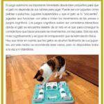 Cómo Enseñar a Tu Gato a Jugar Sin Agresividad con Otras Mascotas 5 como ensenar a tu gato a jugar sin agresividad con otras mascotas