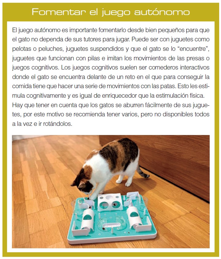 como ensenar a tu gato a jugar sin agresividad con otras mascotas