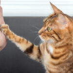 como ensenar a tu gato a mantener la calma durante las visitas del tecnico 1