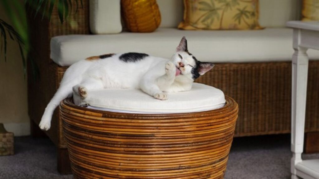 como ensenar a tu gato a mantenerse tranquilo en habitaciones de hotel 1