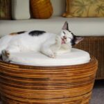 como ensenar a tu gato a mantenerse tranquilo en habitaciones de hotel 1