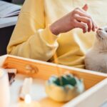 como ensenar a tu gato a no acercarse a velas encendidas 1