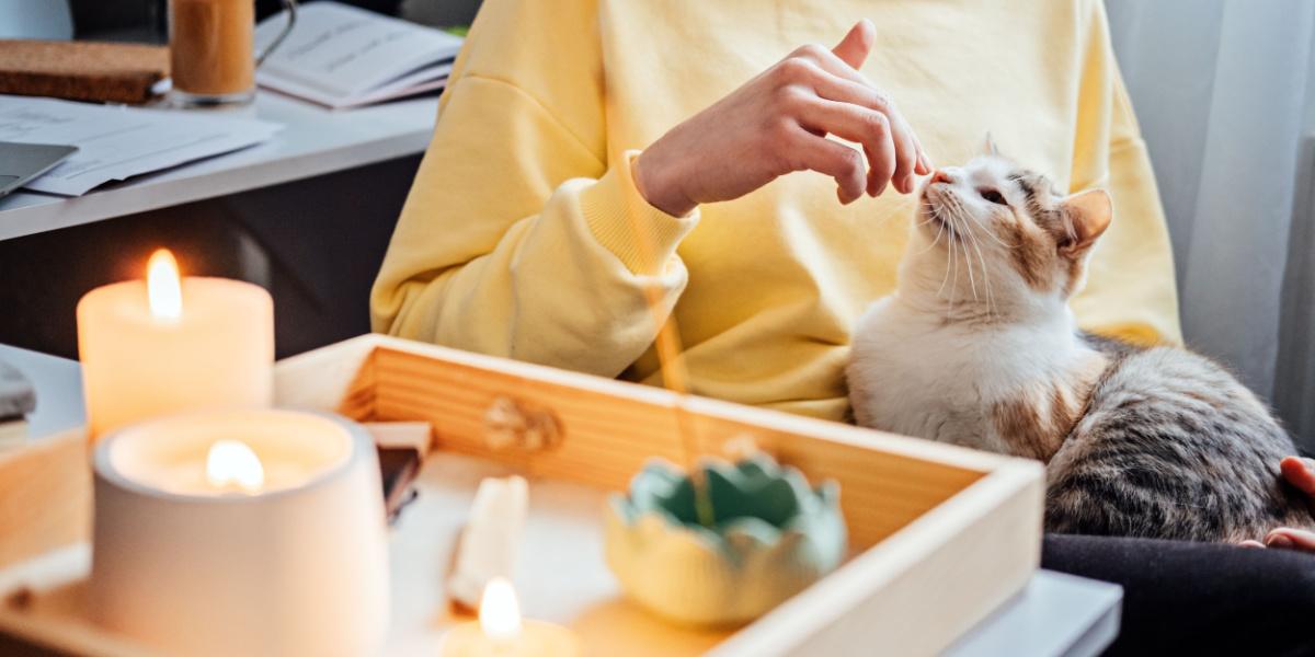 como ensenar a tu gato a no acercarse a velas encendidas 1