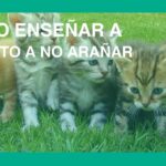 como ensenar a tu gato a no aranar los muebles sin reganos