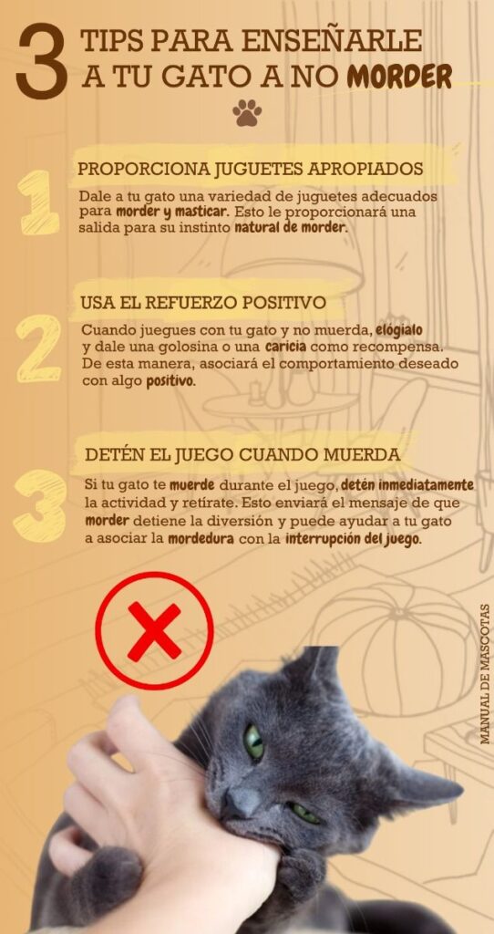 como ensenar a tu gato a no morder durante el juego
