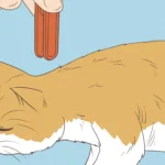 Cómo enseñar a tu gato a no saltar a áreas comunes de descanso 2 como ensenar a tu gato a no saltar a areas comunes de descanso 1