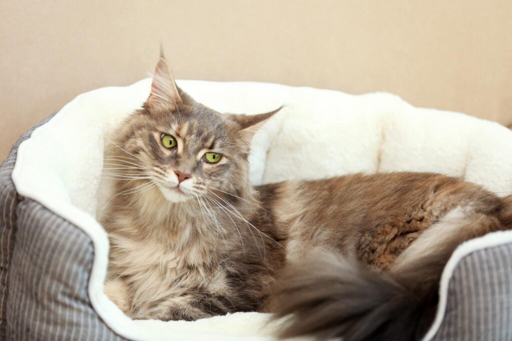 como ensenar a tu gato a permanecer en una habitacion especifica 1