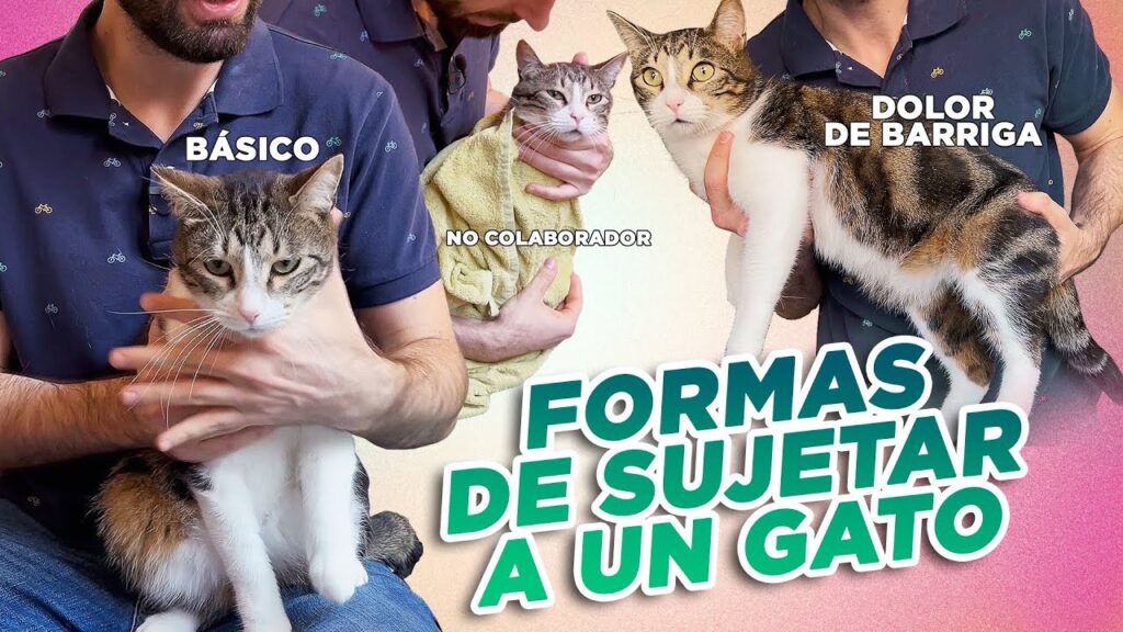 Cómo Enseñar a Tu Gato a Permitirte Cepillarlo Sin Estrés 1 como ensenar a tu gato a permitirte cepillarlo sin estres