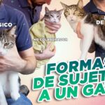 como ensenar a tu gato a permitirte cepillarlo sin estres
