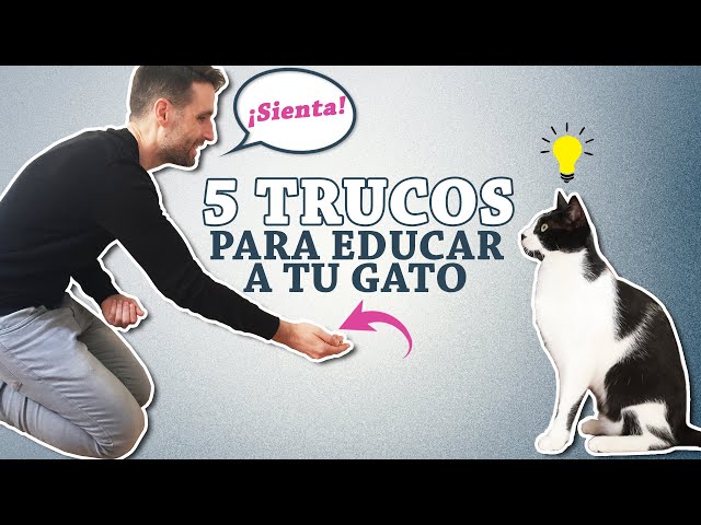 Cómo enseñar a tu gato a relajarse durante reuniones familiares 7 como ensenar a tu gato a relajarse durante reuniones familiares 1