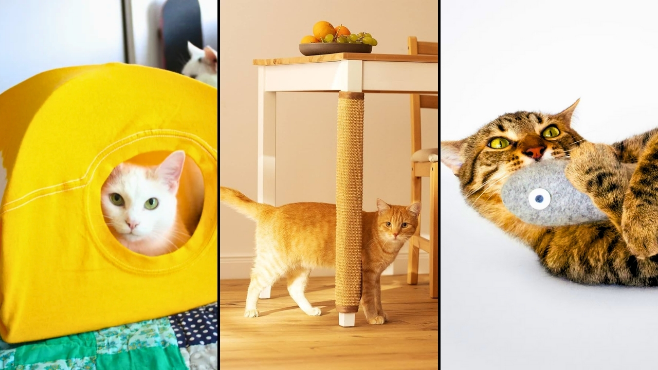 como ensenar a tu gato a relajarse si hay mascotas de visita temporal 3