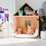 Cómo enseñar a tu gato a respetar el espacio de las camas compartidas 2 como ensenar a tu gato a respetar el espacio de las camas compartidas 1