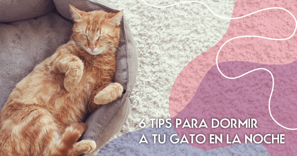 Cómo enseñar a tu gato a respetar los horarios de descanso nocturno 12 como ensenar a tu gato a respetar los horarios de descanso nocturno 1