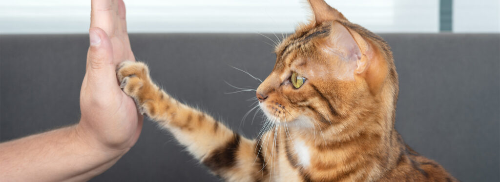 como ensenar a tu gato a respetar los limites de otros animales 1