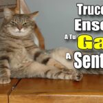 como ensenar a tu gato a sentarse en su cojin favorito 1