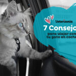 como ensenar a tu gato a tolerar los viajes cortos en coche 1