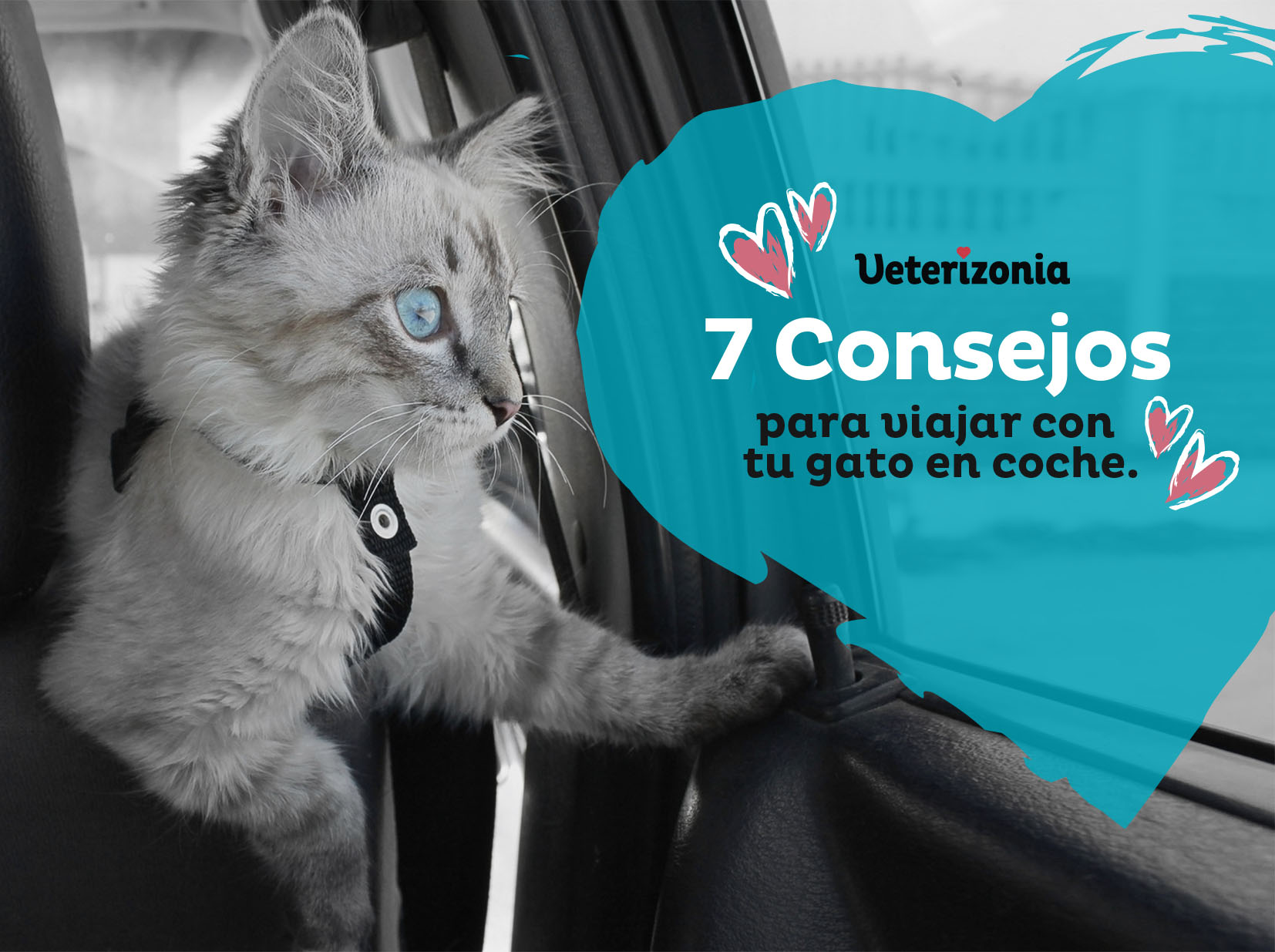 Gato 5 como ensenar a tu gato a tolerar los viajes cortos en coche 1