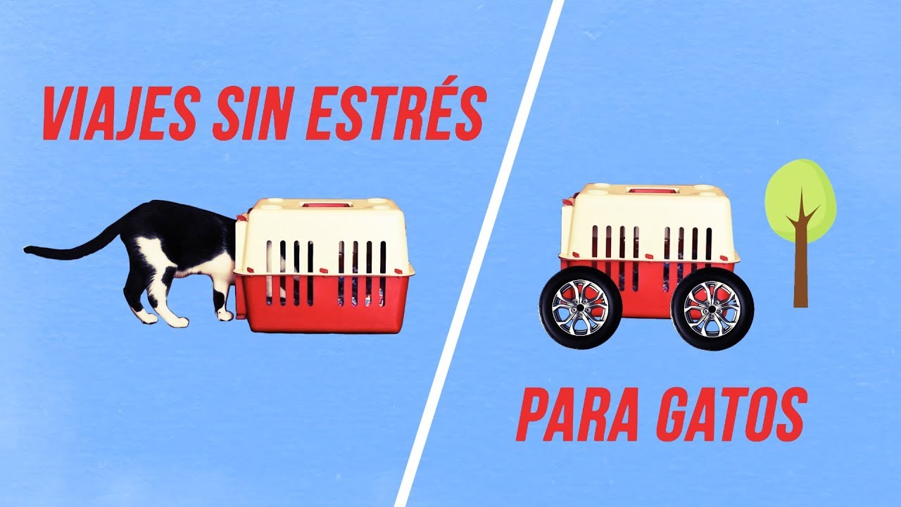 como ensenar a tu gato a tolerar ser transportado en carritos 1
