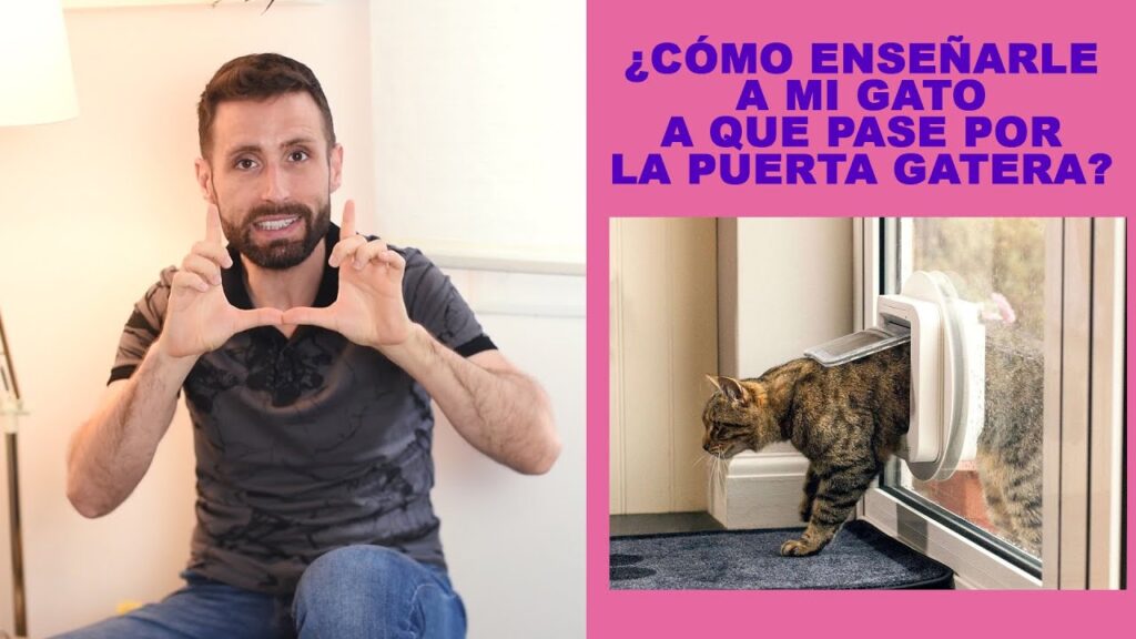 como ensenar a tu gato a usar la puerta gatera con refuerzo positivo 1