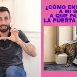 como ensenar a tu gato a usar la puerta gatera con refuerzo positivo 1