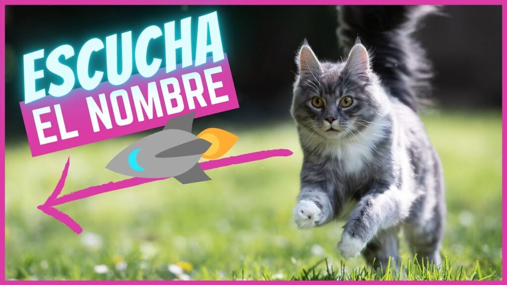 como ensenar a tu gato a venir cuando escucha su nombre