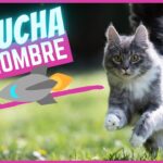 como ensenar a tu gato a venir cuando escucha su nombre