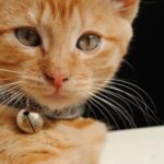 como entrenar a tu gato a aceptar collares con cascabel 1