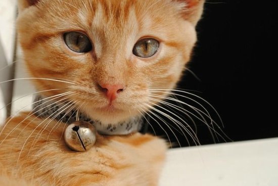 como entrenar a tu gato a aceptar collares con cascabel 1