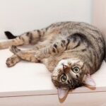 como entrenar a tu gato a evitar entrar en habitaciones especificas 2