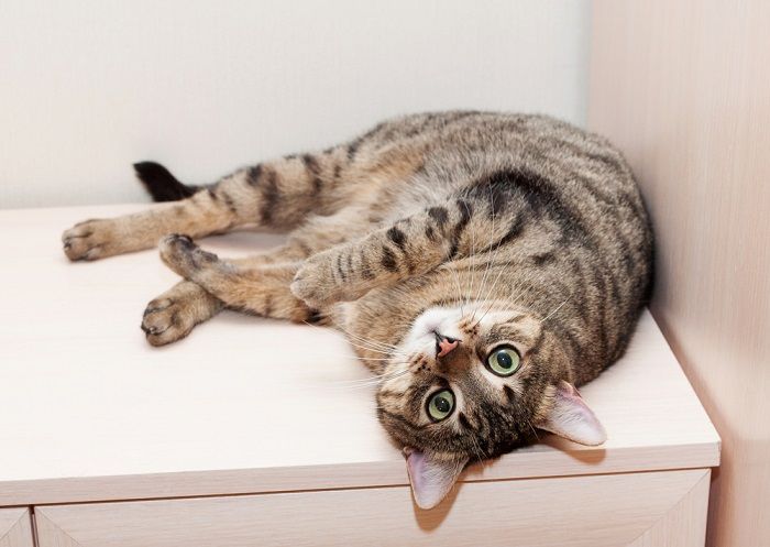 como entrenar a tu gato a evitar entrar en habitaciones especificas 3