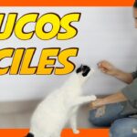 Cómo entrenar a tu gato a quedarse quieto en el veterinario 2 como entrenar a tu gato a quedarse quieto en el veterinario 1