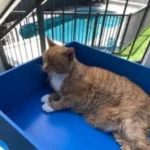 como entrenar a tu gato a usar escaleras de forma segura 1