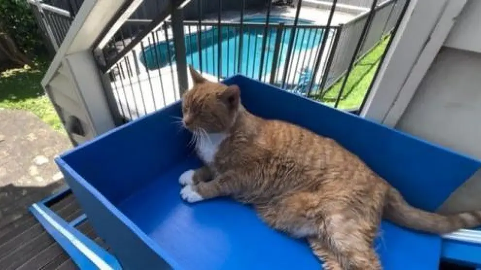 como entrenar a tu gato a usar escaleras de forma segura 1