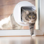 como entrenar a tu gato para aceptar puertas automaticas 1