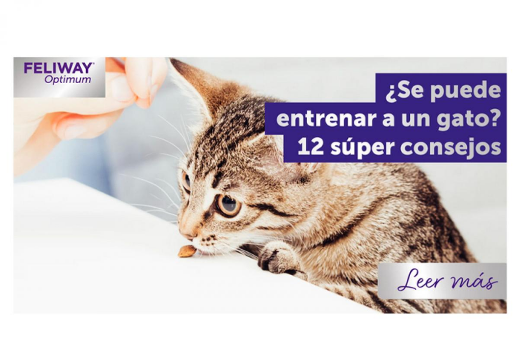como entrenar a tu gato para estar tranquilo en el veterinario 1