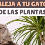 como entrenar a tu gato para evitar plantas decorativas 1