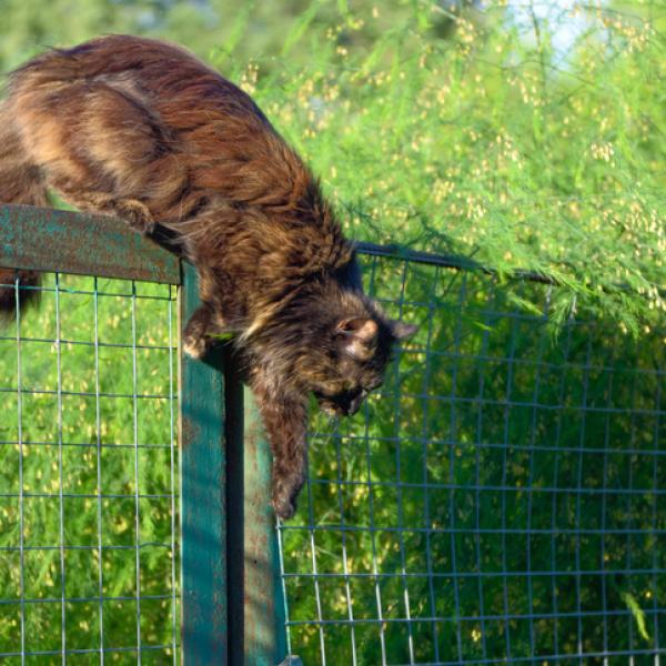 Gato 7 como entrenar a tu gato para evitar saltos a alturas peligrosas 1