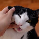 Cómo entrenar a tu gato para no morder las manos al jugar 5 como entrenar a tu gato para no morder las manos al jugar 1