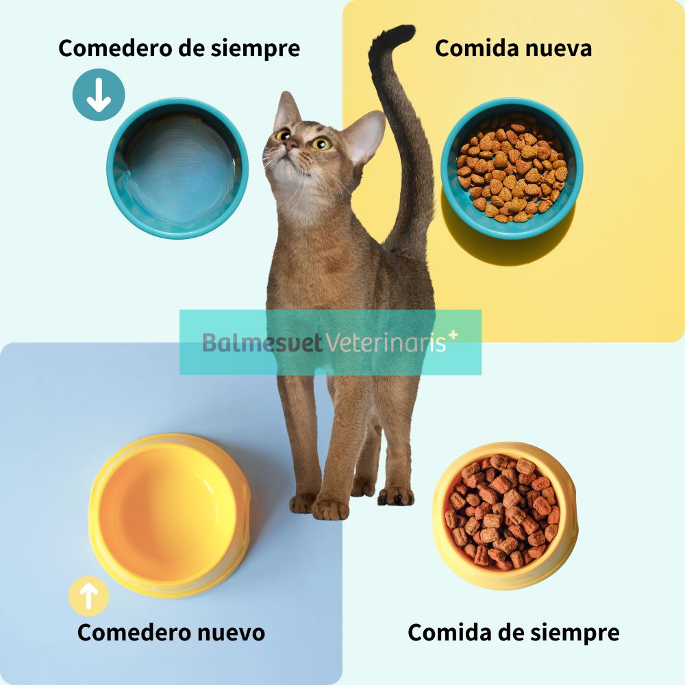 como entrenar a tu gato para que espere pacientemente por su comida