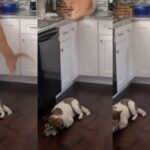 como entrenar a tu gato para que no salte sobre la cocina