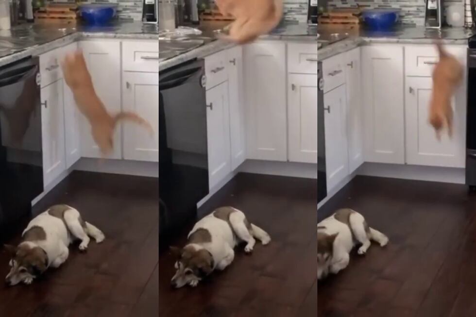 como entrenar a tu gato para que no salte sobre la cocina