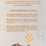 como entrenar a tu gato para que vuelva cuando lo llamas 1