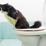 Cómo entrenar a tu gato para tolerar estar en el baño mientras te duchas 1 como entrenar a tu gato para tolerar estar en el bano mientras te duchas 1