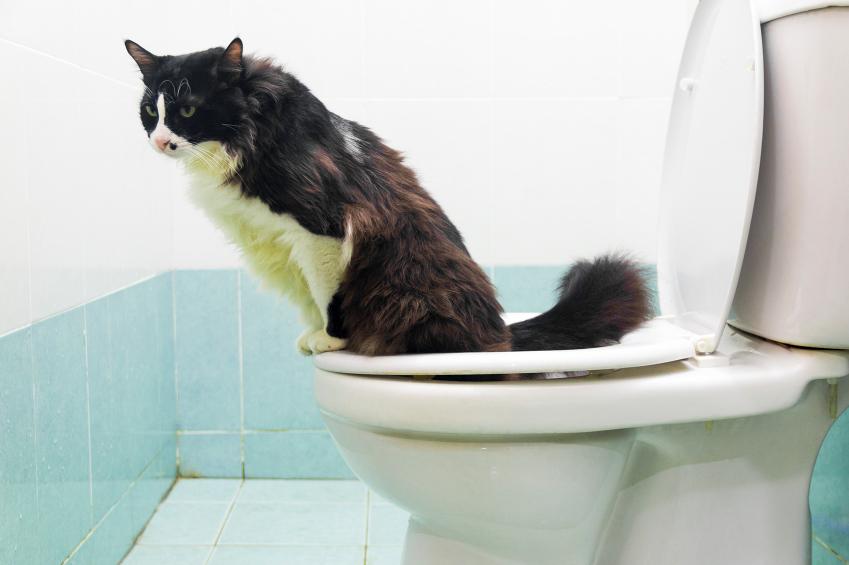 como entrenar a tu gato para tolerar estar en el bano mientras te duchas 1