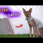 como entrenar a tu gato para tolerar la ropa o accesorios