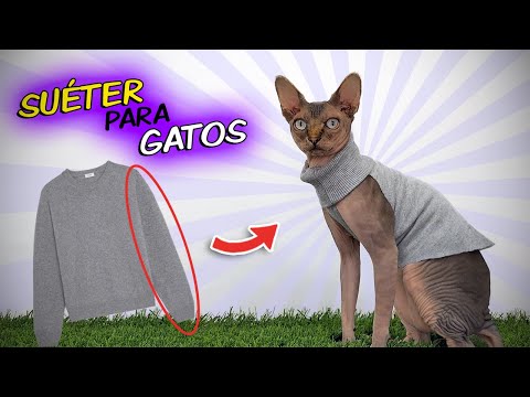 como entrenar a tu gato para tolerar la ropa o accesorios