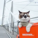 como entrenar a tu gato para viajar en bicicleta o motocicleta
